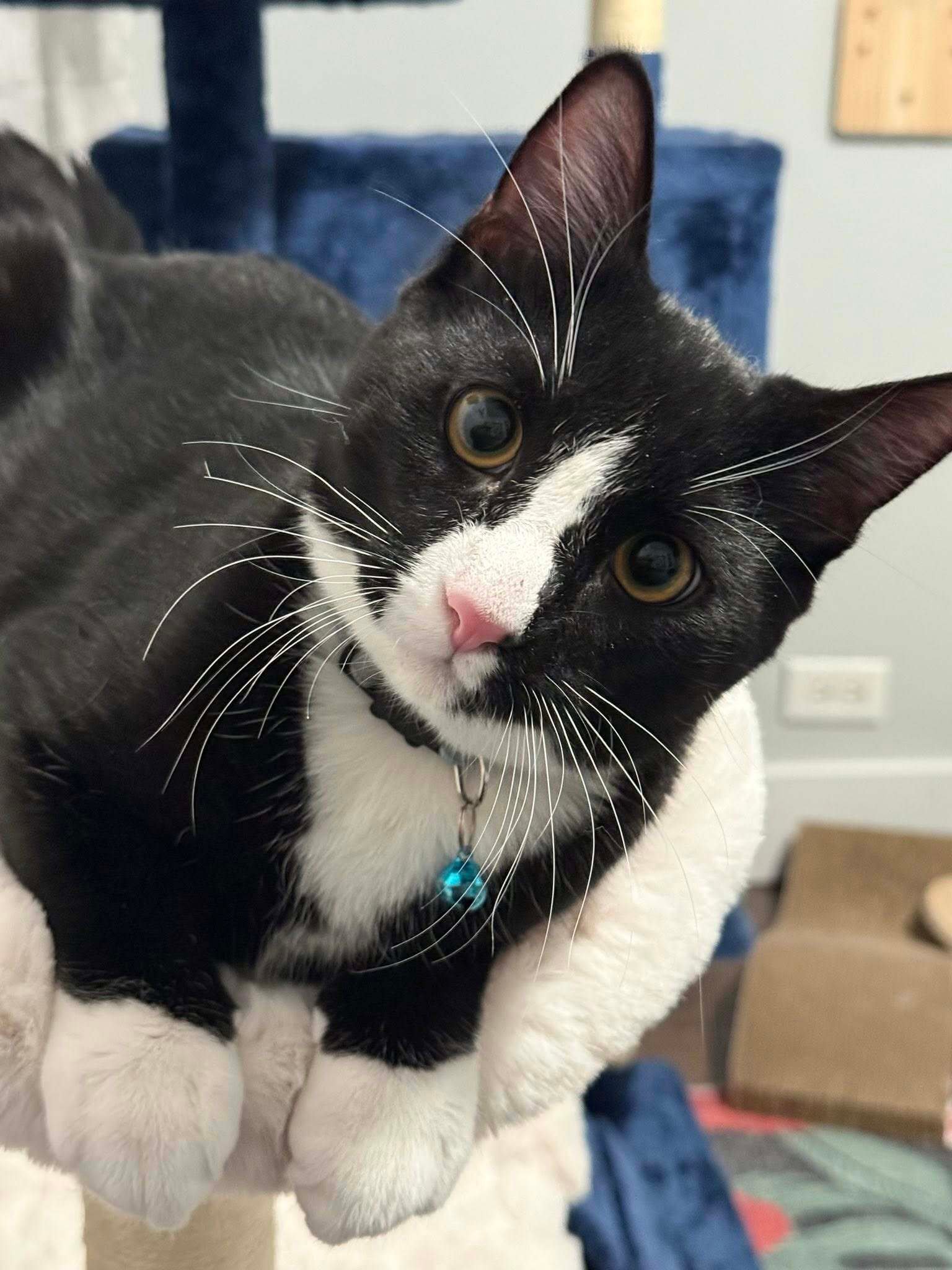 Freddy boy