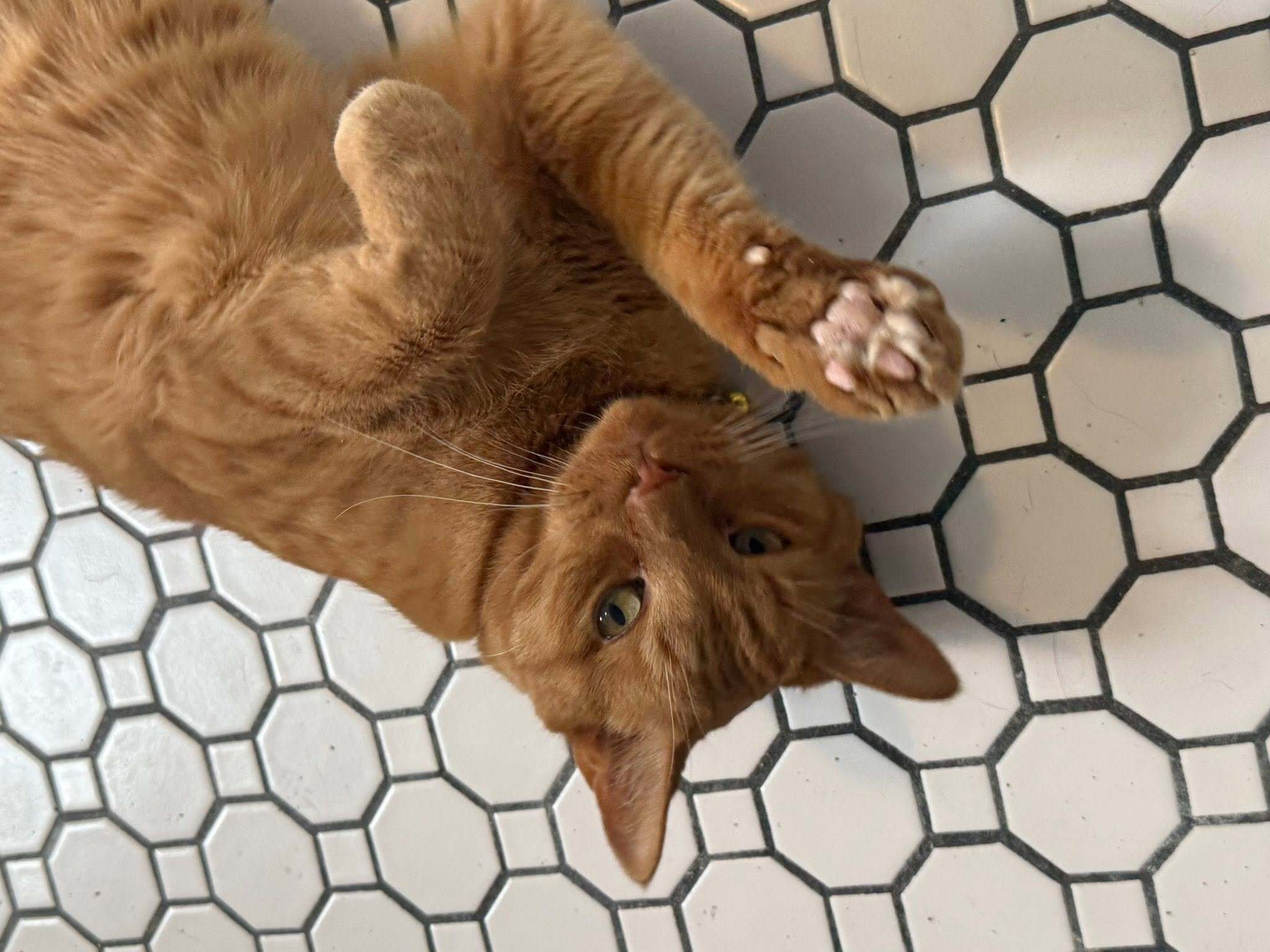 High Five Jack