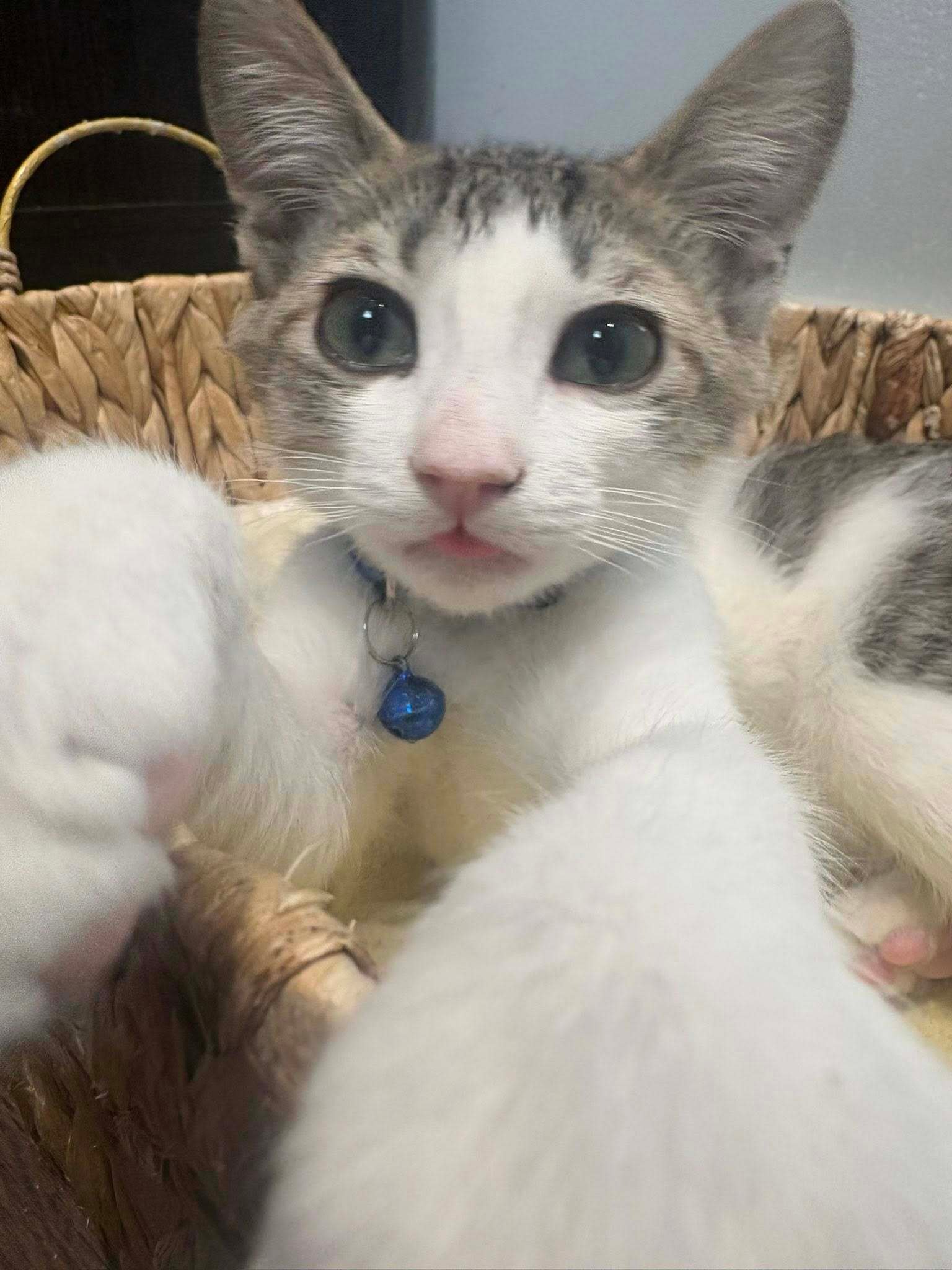 Samson
